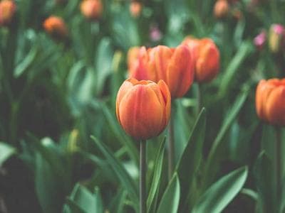 iPhone 13 — demo 1 - zdjęcie 3