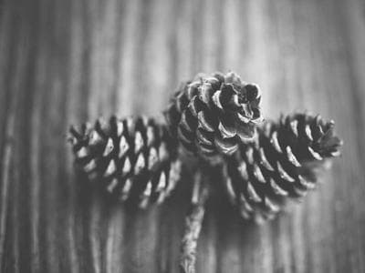 Wypożyczę suknię — demo 9 - zdjęcie 2